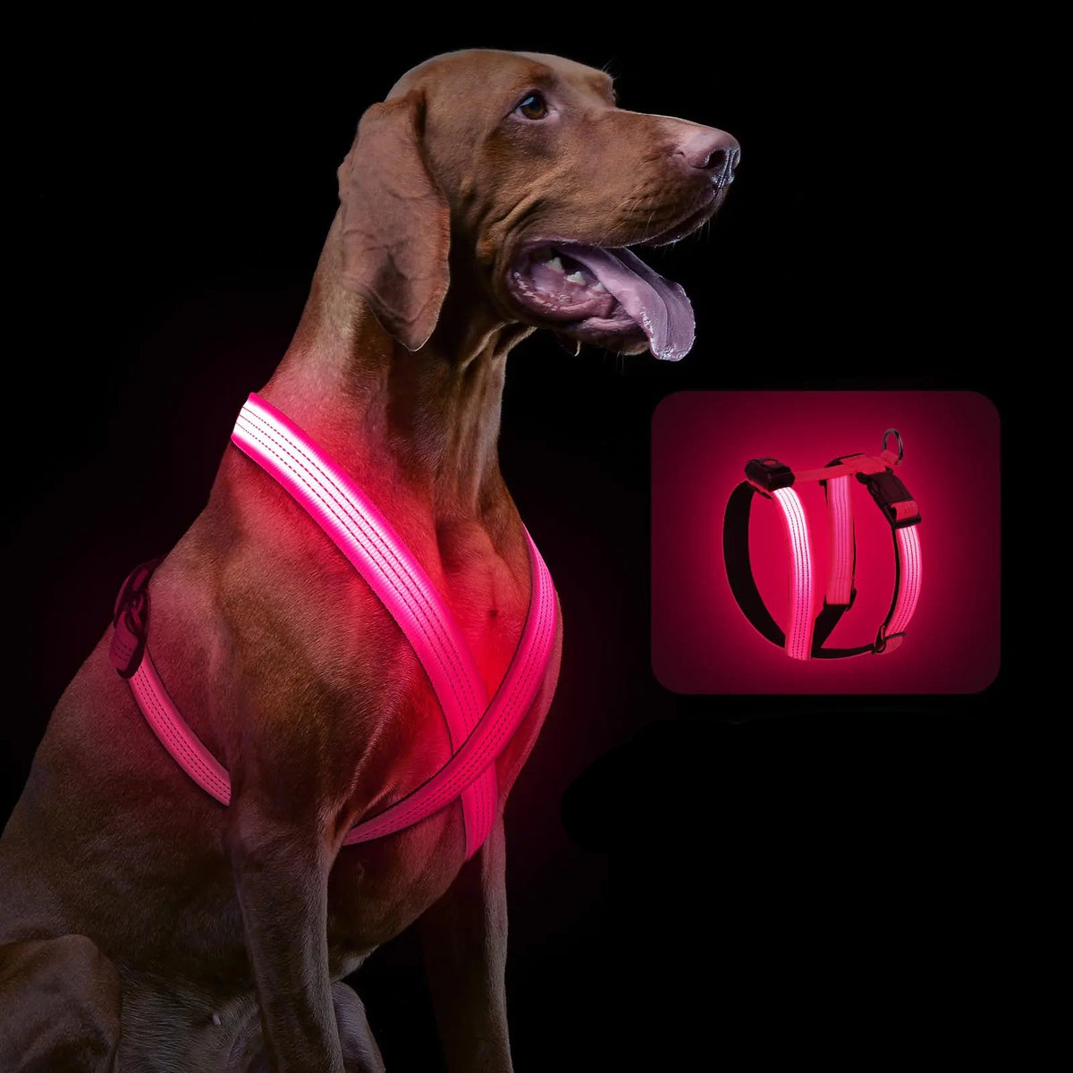 LED Pet Harness